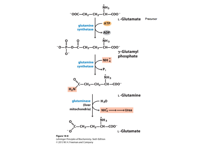 <ul><li><p>NH3 + glutamate → glutamine by the action of glutamine synthase</p></li><li><p>2 step process requiring ATP</p></li><li><p>Detoxifies ammonia </p></li><li><p>Excess glutamine→ breaks down to glutamate and ammonium NH4+→ by glutaminase</p></li><li><p>Then ammonia → urea in liver</p></li></ul><p></p>