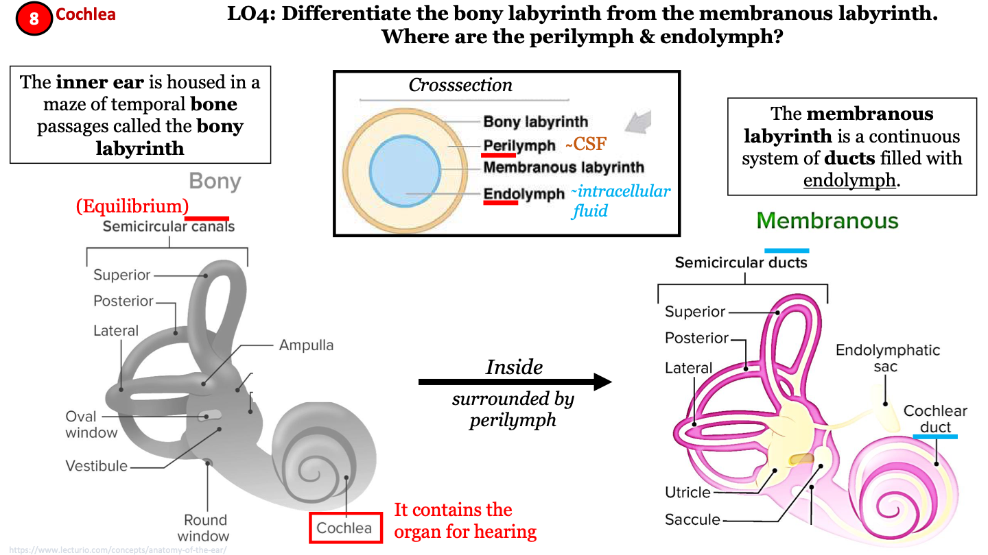 continuous system of ducts filled with endolymph; has semicircular ducts and cochlear duct; inside the bony labyrinth surrounded by perilymph
