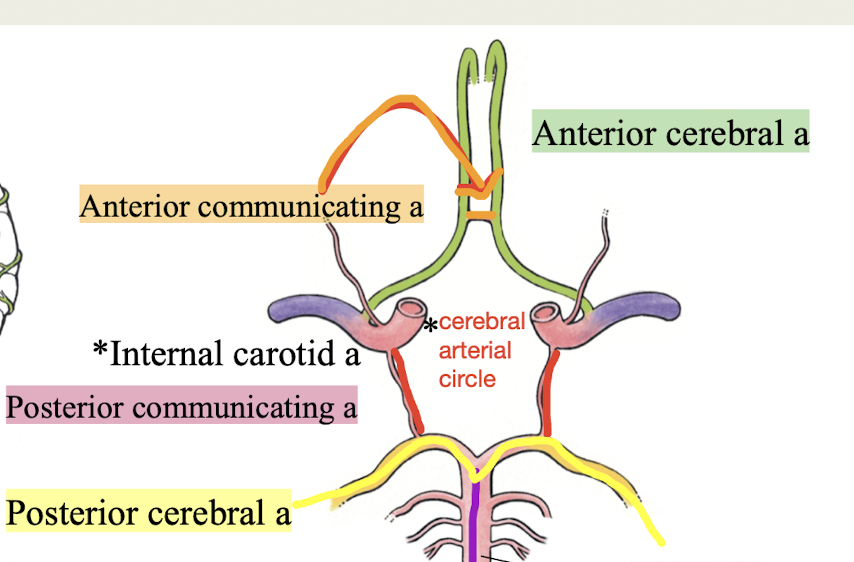 <p>a. Internal carotid aa (2)<br>b. Anterior cerebral aa (2)<br>c. Anterior communicating a (1)<br>d. Posterior communicating a (2)<br>e. Posterior cerebral aa (2)</p>