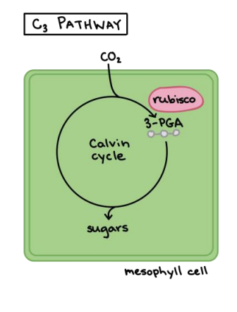 <ul><li><p>first organic product in calvin cycle is 3-PGA</p></li><li><p>3-PGA has 3 carbons </p></li><li><p>it follows the C<sub>3</sub> pathway</p></li></ul><p></p>
