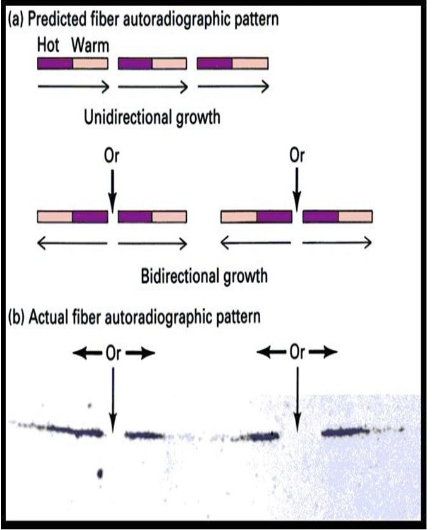 <ul><li><p><span><span>a technique for analyzing DNA replication, which uses radioactive isotopes to create images of long, single DNA fibers to visualize replication forks and other replication events</span></span></p></li></ul><p></p>