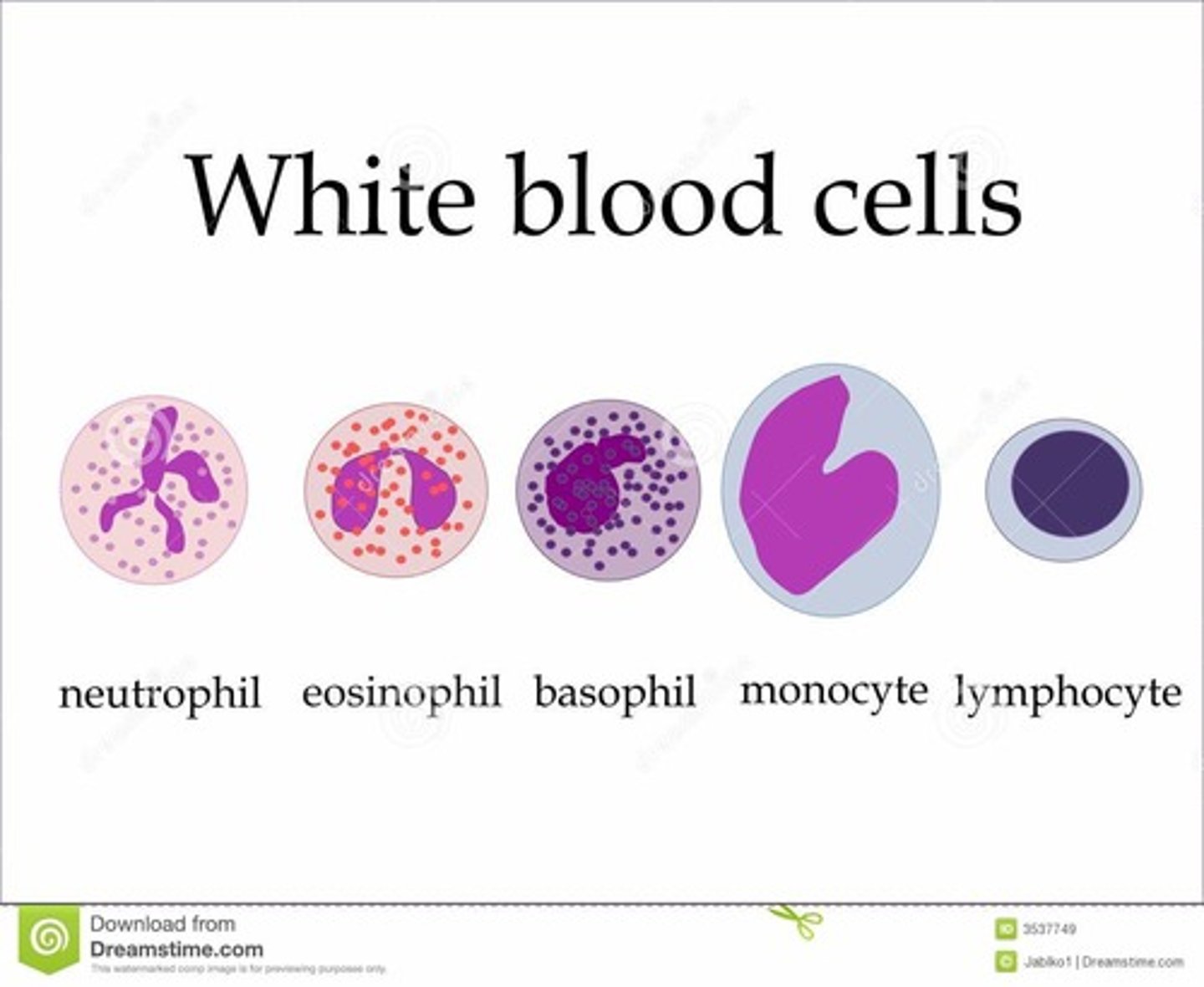 <p>Immune system</p>