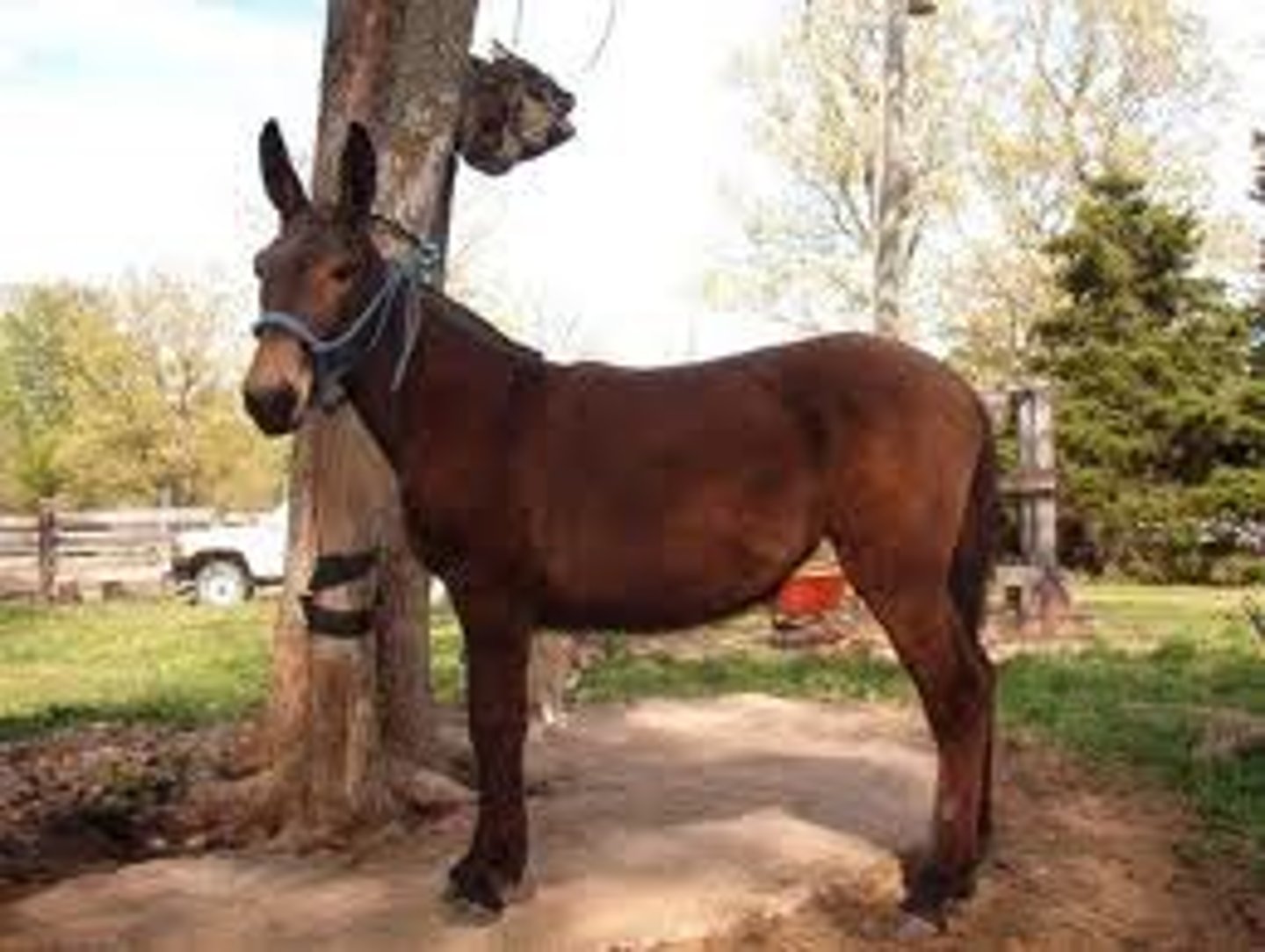 <p>- offspring of a Mare and Jack</p><p>- Large Ears</p><p>- Tough</p><p>- Ornery (bad-tempered & combative)</p><p>- Some are jumping mules</p>
