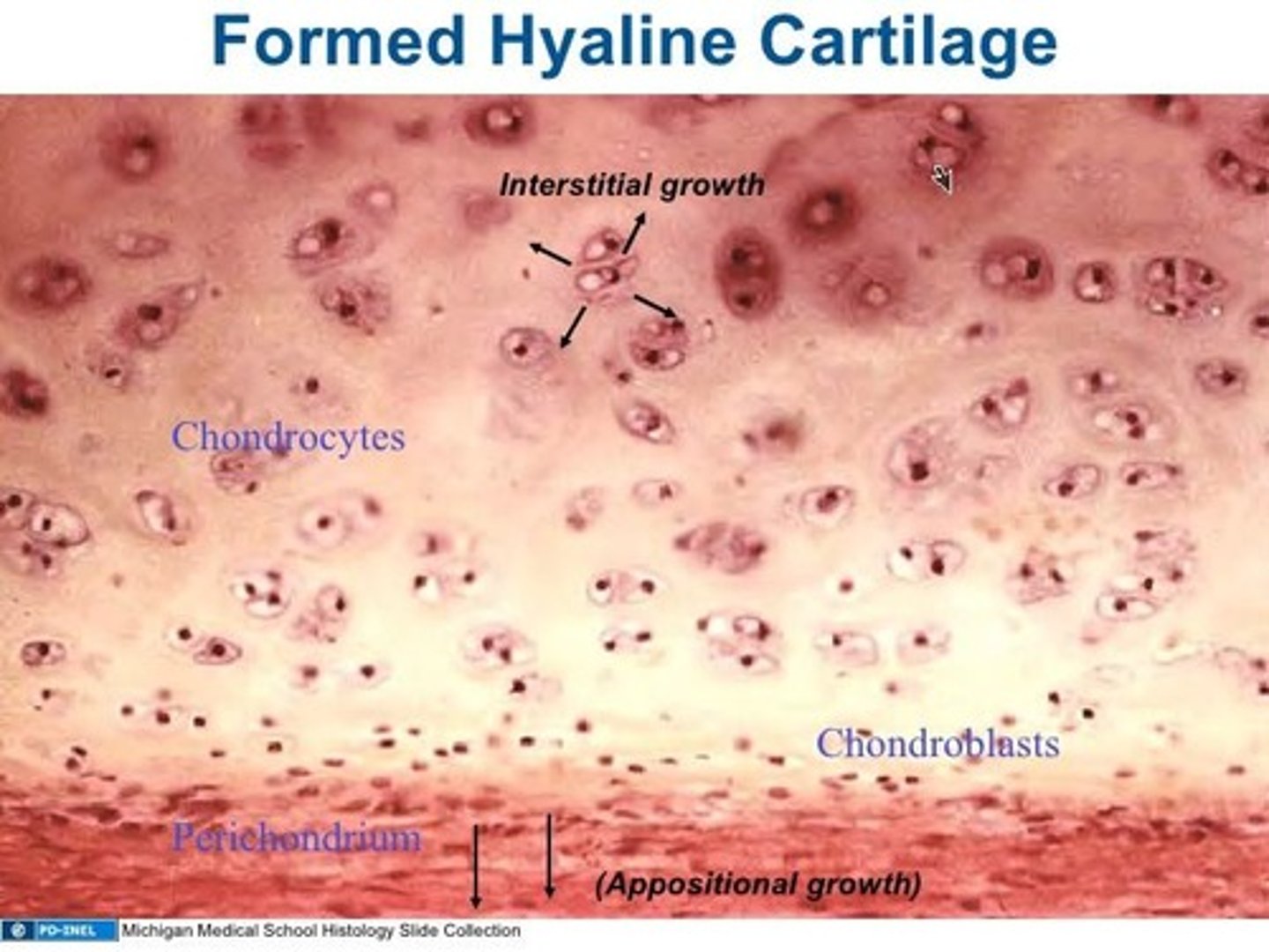 <p>A flexible yet strong tissue that comes in three types: hyaline, fibrocartilage, and elastic.</p>