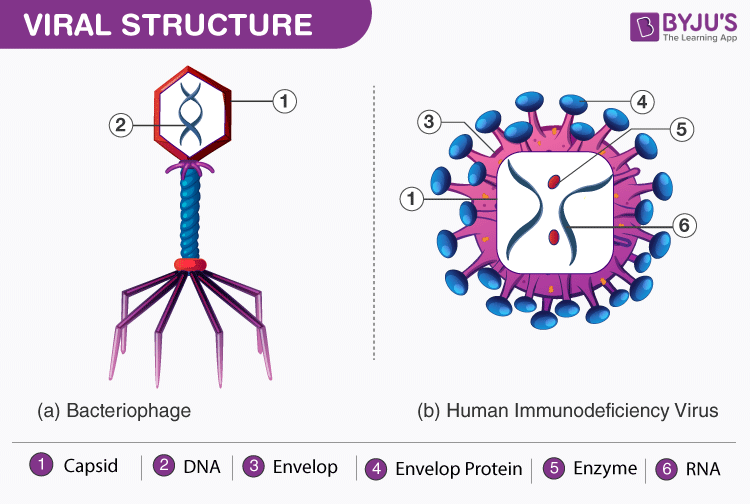 <p>Virus:  DNA or RNA enclosed by a protective protein coat that infects cells</p><p>Bacteriophage:  viruses that only infect bacteria cells</p>
