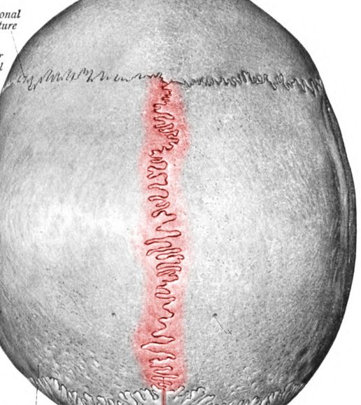 <p>Suture that joins parietal bones</p>