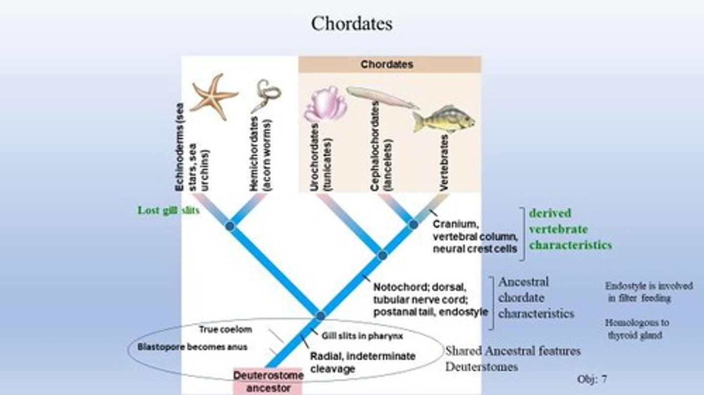 <p>Includes vertebral column, pronounced cephalization, brain in cranium, neural crest cells, and Hox gene clusters.</p>