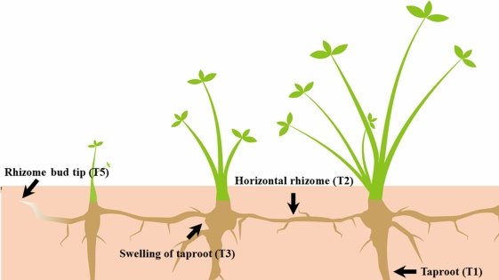 <p>horizontal stem that grows underground, upper portion forms node (node forms bubs that will then form a new plant), lower portion will form roots</p>
