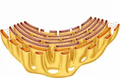 <p>Welk onderdeel van de cel is dit?</p><p>Wat is de functie hiervan?</p>