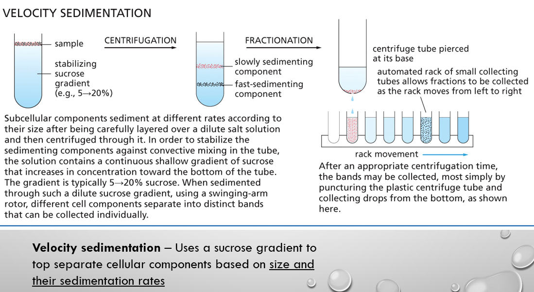 <p><span style="font-family: &quot;Tw Cen MT&quot;;">centrifugation with a sucrose gradient to top separate cellular components based on <u>size and their sedimentation rates</u></span></p>
