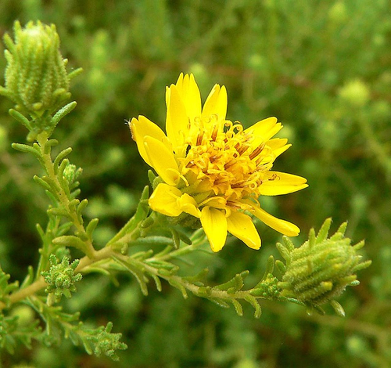 <p>San Diego Tarplant</p>