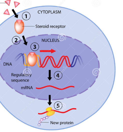 <p><span>STEROID HORMONES: Makeup, Function, Examples</span></p>