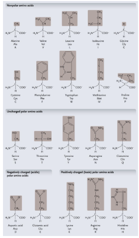 <p>Non-polar amino acids: R groups usually contain CH2 or CH3 </p>