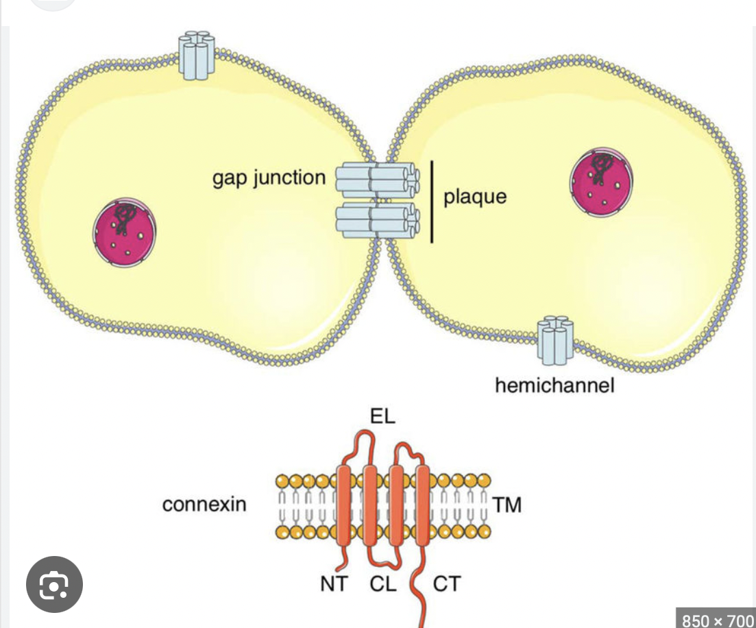 Protein channels between adjacent cells that allow passage of small water-soluble particles between cells

Formed by complex of cylindrically-arranged connexion subunits

Present in tissues where synchronized activity of cells is very important - cardiac and smooth muscle - functional syncctium

A communicating junction formed between adjacent cells by small connecting tunnels that permit passage of charge-carrying ions between the cells so that electrical activity in one cell is spread to the adjacent cell
