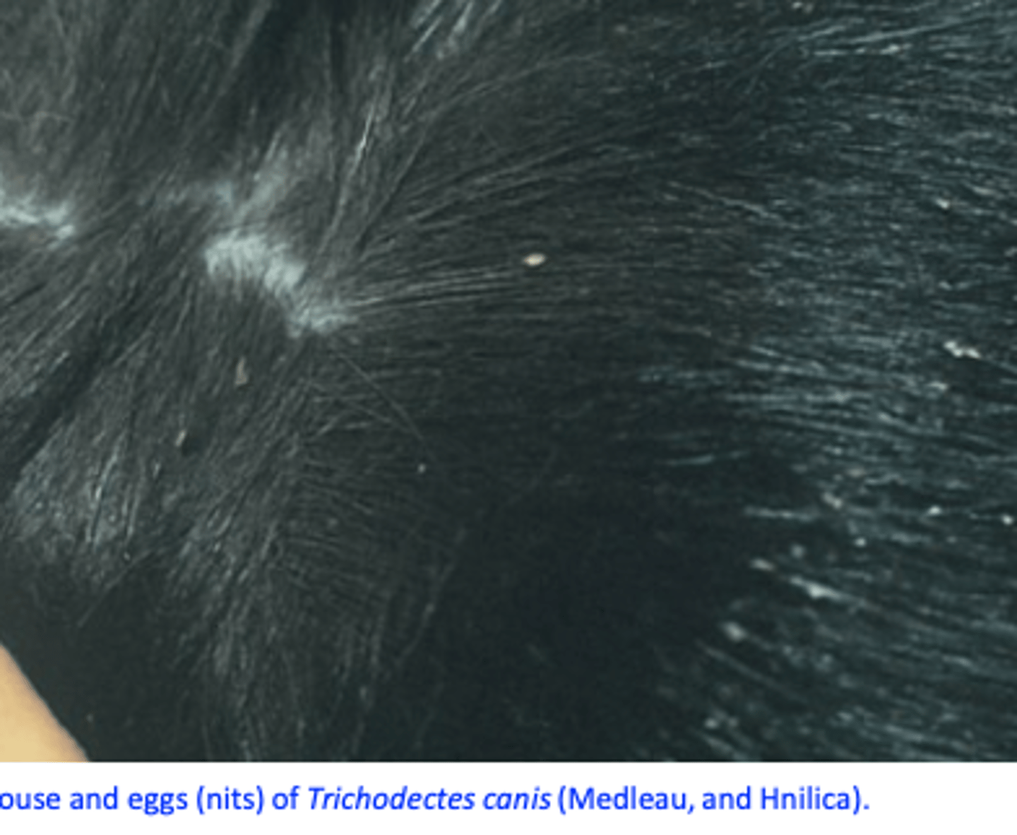 <p>History </p><p>Clinical signs (pruritus, scratching, alopecia etc);</p><p>Visualisation/identification of the lice or eggs</p><p>Adhesive tape</p><p>Differential diagnosis</p>