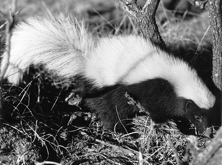 <p>Family Mephitidae</p><p><strong>Conepatus </strong>leuconotus (shown)</p>