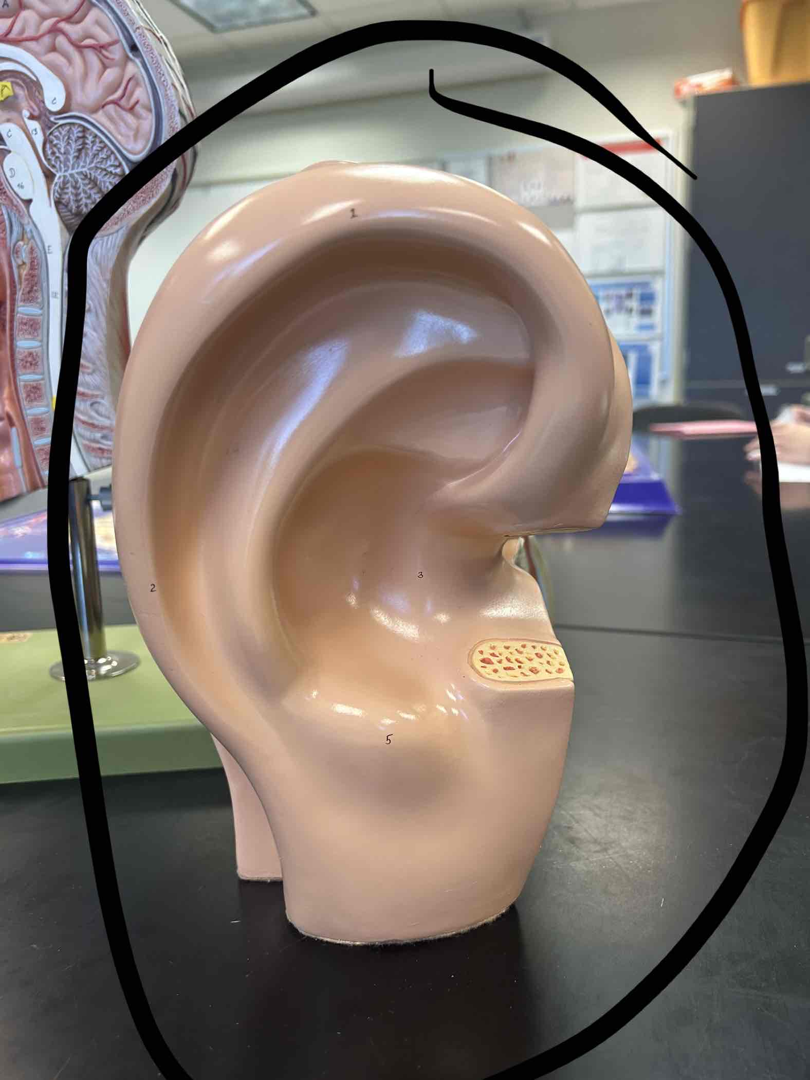 <p>External Funnel made of Cartilage</p>