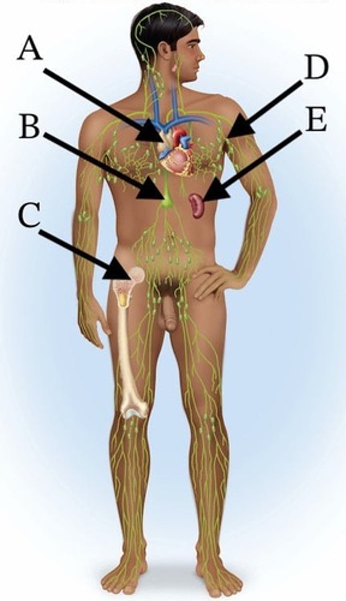 <p>Which of these organs shrinks significantly by adulthood?</p><p>A) A</p><p>B) B</p><p>C) C</p><p>D) D</p><p>E) E</p>