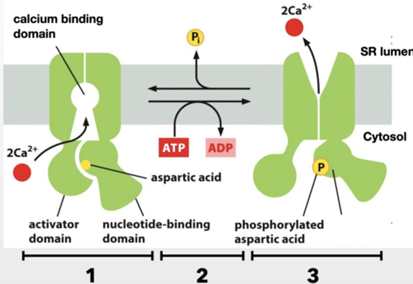 <p>Pumps work against concentration gradient </p><p>Requires energy input ATP or establish gradient</p><p>DIFFERENT TYPES OF PUMPS</p><p>Coupled pump </p><p>ATP driven pump </p><p>Light driven pump</p><p>CA+ PUMPS STORE CA+ IN THE SACROPLASMIC RETICULUM (SR) OR ENDOPLASMIC (ER)</p><p>Muscle release Ca+ from SR to contract muscles cells </p><p>Ca+ pump recovers that Ca+ back to the SR </p><p>1. Cytosolic Ca+ binds to pump </p><p>2. ATP is used to phosphorylate pump (aspartic acid on pump) and cause conformational shift </p><p>3. Shift eliminates Ca+ binding sites and Ca+ is released into SR.</p><p>RELAXATION</p><p>BLOOD FLOW CONNECTION</p><p>NORMAL:</p><p>Low blood flow</p><p>cGMP ACTIVE:</p><p>Relaxed</p><p>Increased blood flow</p>