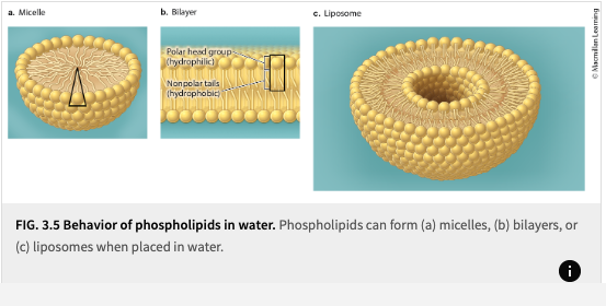 <ol><li><p>Micelles</p></li><li><p>Bilayer</p></li><li><p>Liposomes</p></li></ol><p></p><p><strong><mark data-color="blue" style="background-color: blue; color: inherit"><u>These are the shapes a cell membrane can form into</u></mark></strong></p>