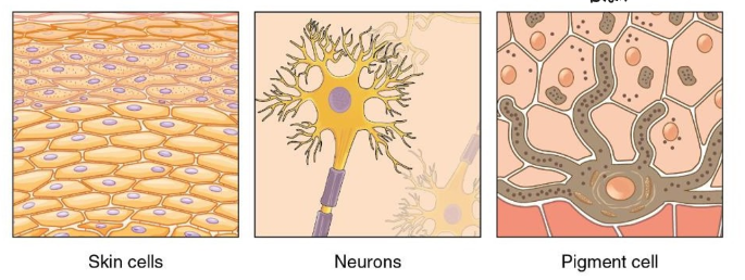 <p>outer germ layer, that creates the epidermis, glands on skin, some cranial bones, pituitary and adrenal medulla, the nervous system, the mouth between cheek and gums, and the anus</p>