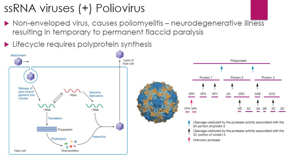 <p>-Picornaviruses include over 100 different enteroviruses; however, human Enterovirus C (commonly called poliovirus), the causative agent of poliomyelitis, is the most notable having caused disease in humans for centuries. It primarily targets children, with paralysis being the tragic result in some cases. The life cycle of poliovirus illustrates another strategy used by RNA viruses to ensure synthesis of needed proteins: synthesis of a polyprotein that is cleaved into individual proteins by a viral protease after translation. Poliovirus enters the human host by ingestion. The virus multiplies in the mucosa of the throat or small intestine. From these sites, the virus invades the tonsils and lymph nodes of the neck and terminal portion of the small intestine. Generally there are either no symptoms or a brief illness characterized by fever, headache, sore throat, vomiting, and loss of appetite. The virus sometimes enters the bloodstream, causing viremia. In more than 99% of cases, the viremia is transient and clinical disease does not result. However, in a minority of cases, the viremia persists and the virus enters the central nervous system (CNS) and causes paralytic polio. It gains access to the CNS by attaching to a cell surface molecule called CD155, found on certain white blood cells and neurons. Regardless of host cell type, the poliovirus nucleocapsid enters the host cell, and the positive-strand RNA genome is released into the cytosol while the virion is at the cell periphery and held within an endocytic vesicle. The genome acts as mRNA and is translated by host cell ribosomes. Like other viruses, polio virus RNA lacks the 5&apos; cap found on eukaryotic mRNAs, which is important for ribosome binding. Poliovirus is among a group of viruses that &quot;trick&quot; the host into translating its capless RNA using a 5&apos; region on the RNA called the internal ribosome entry site (IRES). In this region the ssRNA folds back on itself and forms extensive secondary structures (regions of dsRNA and numerous ssRNA loops), which are important for recognition of the RNA by ribosomes (figure 18.42). Other picornaviruses include rhinovirus, which has many strains that cause the common cold, and coxsackievirus, which causes hand, foot, and mouth disease in children.</p>