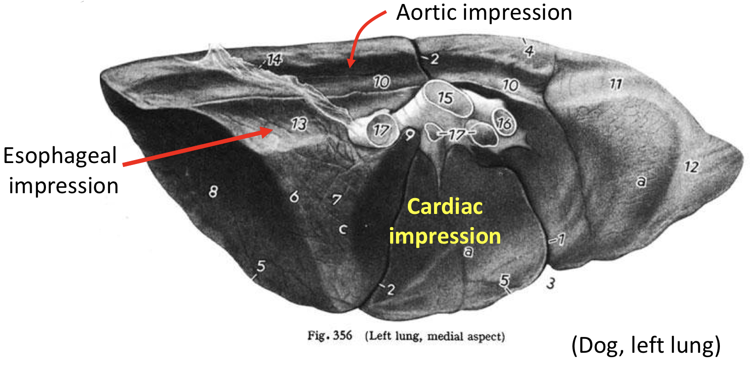 <p><strong><u>Where is the cardiac impression located:</u> </strong>On the <span style="color: #ff00fe"><strong>medial surface</strong></span><strong> </strong>between the <span style="color: #ff00fe"><strong>3rd</strong></span><strong> </strong>and <span style="color: #ff00fe"><strong>6th ribs</strong></span></p><p><strong><u>What are the 2 other most prominent impressions:</u> </strong><span style="color: #ff00fe"><strong>Aortic</strong></span><strong> </strong>and <span style="color: #ff00fe"><strong>esophageal impressions</strong></span></p><ul><li><p><strong><u>Location:</u> </strong><span style="color: #ff00fe"><strong>Dorsal</strong></span><strong> </strong>(<em>above</em>) to the <span style="color: #ff00fe"><strong>cardiac impression</strong></span></p></li></ul><p><strong><u>On which lung can the impression of the cranial vena cava can be seen:</u></strong> <span style="color: #ff00fe"><strong>Right lung</strong></span></p><p><strong><u>Cardiac notch:</u> </strong><span style="color: #ff00fe"><strong>Gap</strong></span><strong> </strong>between the <span style="color: #ff00fe"><strong>middle</strong></span><strong> </strong>and <span style="color: #ff00fe"><strong>cranial lobes </strong></span>of the <span style="color: #ff00fe"><strong>right lung </strong></span>where the <span style="color: #ff00fe"><strong>heart</strong></span><strong> </strong>makes <span style="color: #ff00fe"><strong>contact</strong></span><strong> </strong>with the <span style="color: #ff00fe"><strong>thoracic wall </strong></span></p>