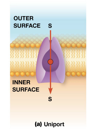 <p>When a carrier protein (uniporter) transports a single solute across the membrane </p>
