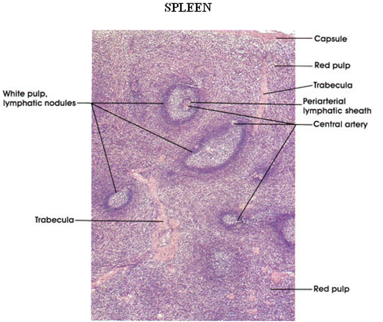 <p><strong>Spleen</strong></p><p><em>White &amp; Red Pulp observed; Central arteriole observed</em></p>