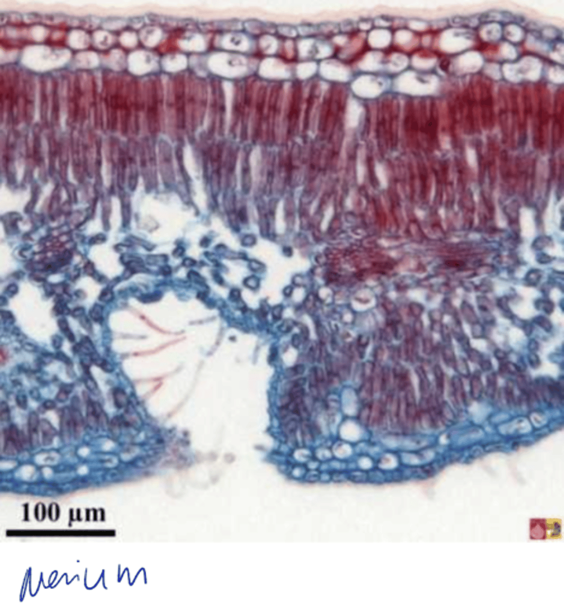 <p>stomatal crypts definition</p>