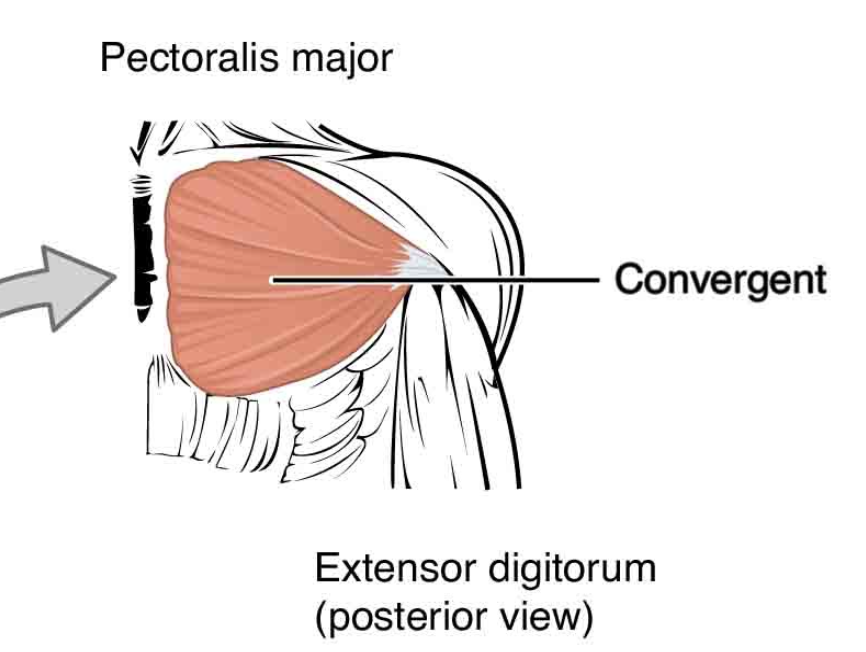 <p>Fasicles spread over broad area converge at thick central tendon</p><p>ie. Pectoralis major</p>