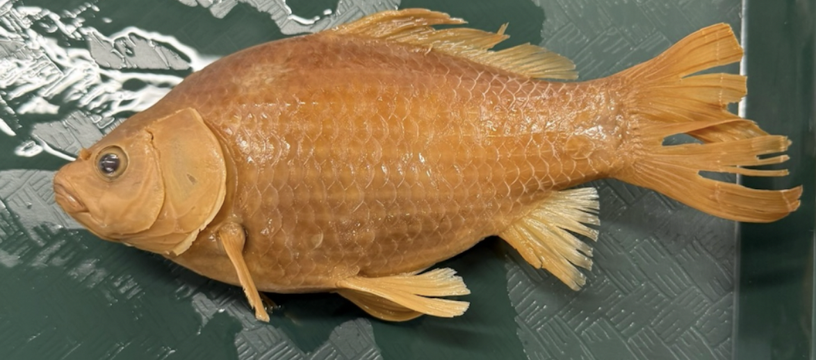 <p>Goldfish<strong> Order</strong></p>