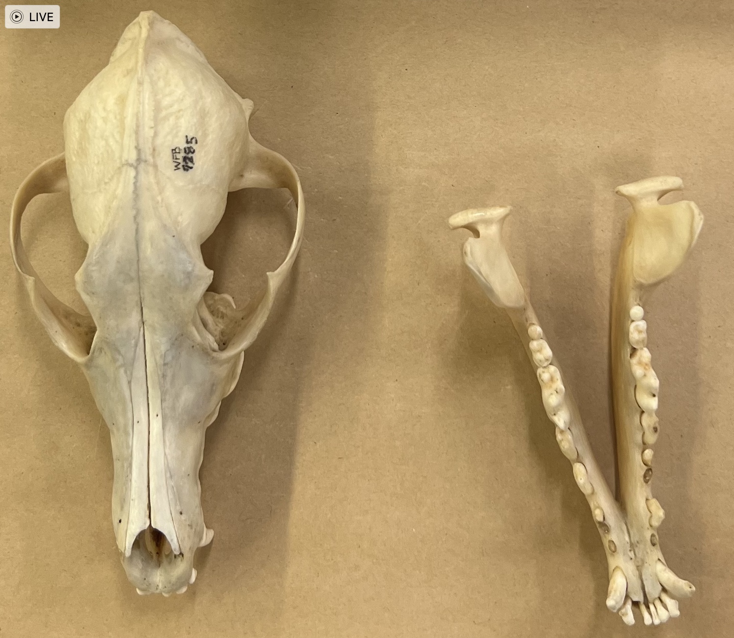 <p>Genus and species?</p>