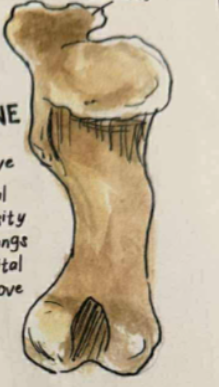 <p>has massive lateral&nbsp;tuberosity that overhangs bicipital groove </p>