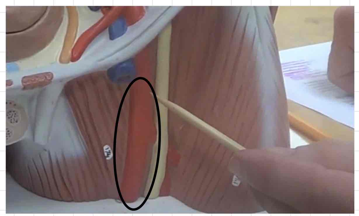 <p>what is this? (torso model)</p>