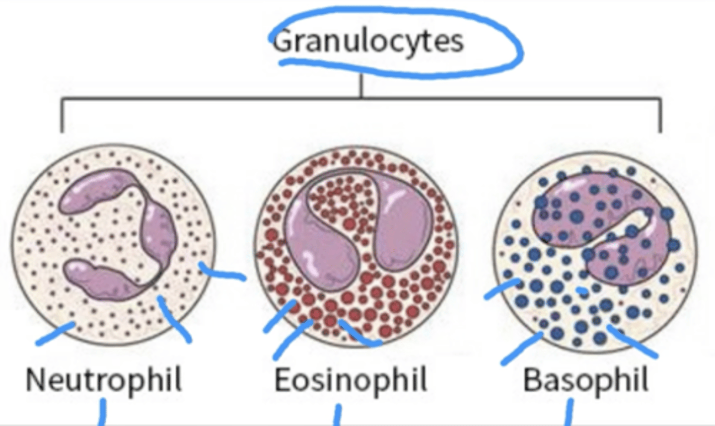 <p>Type of WBC that has small granules (that contain proteins). The granules help release peroxide onto the pathogen to kill them.</p><p>basophils, Eosinophils, Neutrophils, </p><p>Remember it has BEN)</p>
