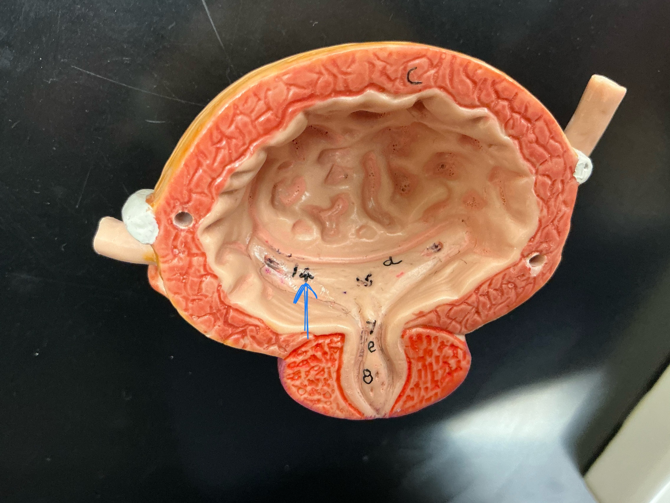 <p>Name the structure </p>