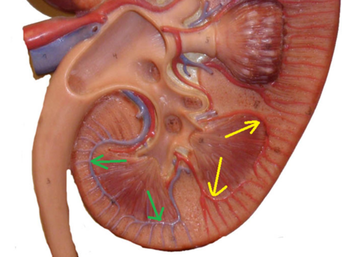 <p>small vessels found at the base of the renal pyramids; appear as echogenic structures</p>