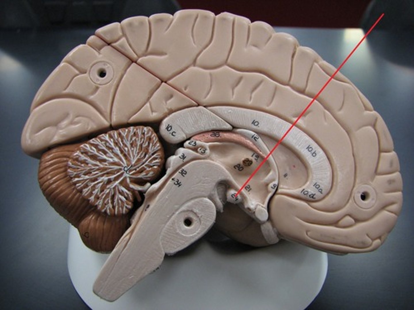 knowt flashcard image
