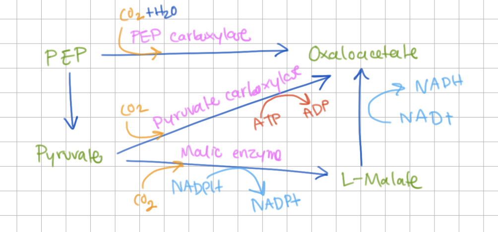 <p>The most important anaplerotic enzyme is <u>pyruvate carboxylase</u> which catalyzes <u>pyruvate</u> → <u>oxaloacetate</u>, providing a link between glycolysis and the TCA cycle. </p>