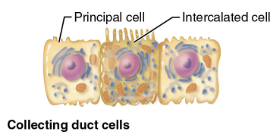 <p><code>Region of the Renal Tubule (4/4)</code><br><span style="color: blue;"><strong><span>STRUCTURE</span></strong></span></p><ul><li><p><span style="color: purple;"><strong><mark data-color="purple" style="background-color: purple; color: inherit;">Run through medullary pyramids </mark></strong></span></p></li></ul><p><span style="color: red;"><strong><span>FUNCTION</span></strong></span></p><ol><li><p>Receive filtrate from many nephrons </p></li><li><p>Ducts fuse together to deliver urine through papillae into minor calyces </p></li></ol><p></p>