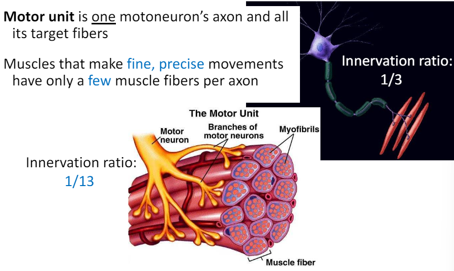 <p>The number of fibers innervated by a motor unit</p>