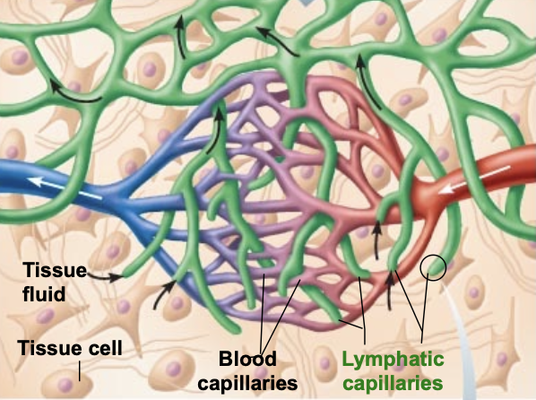 <p>network of vessels that take up fluid from the interstitial space and return it to the blood</p>
