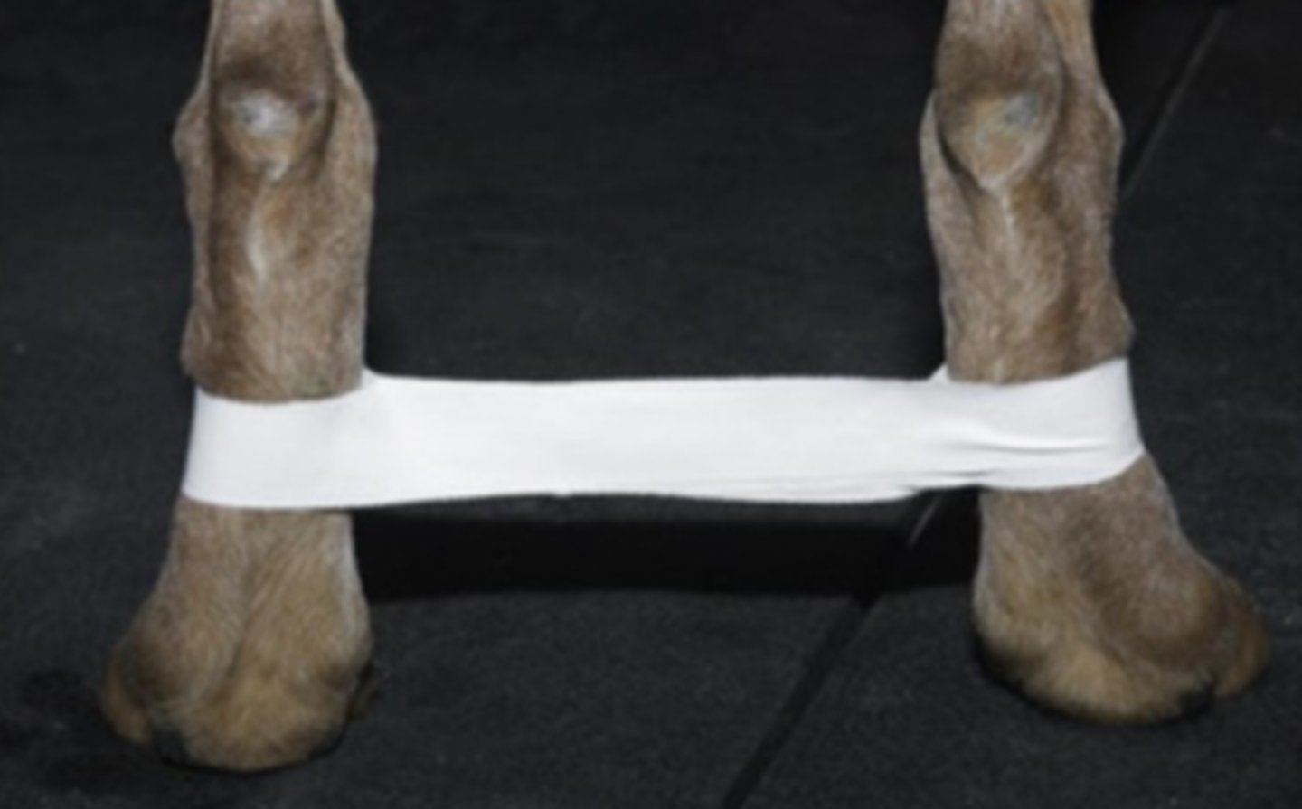<p>Identify the function of hobbles</p>
