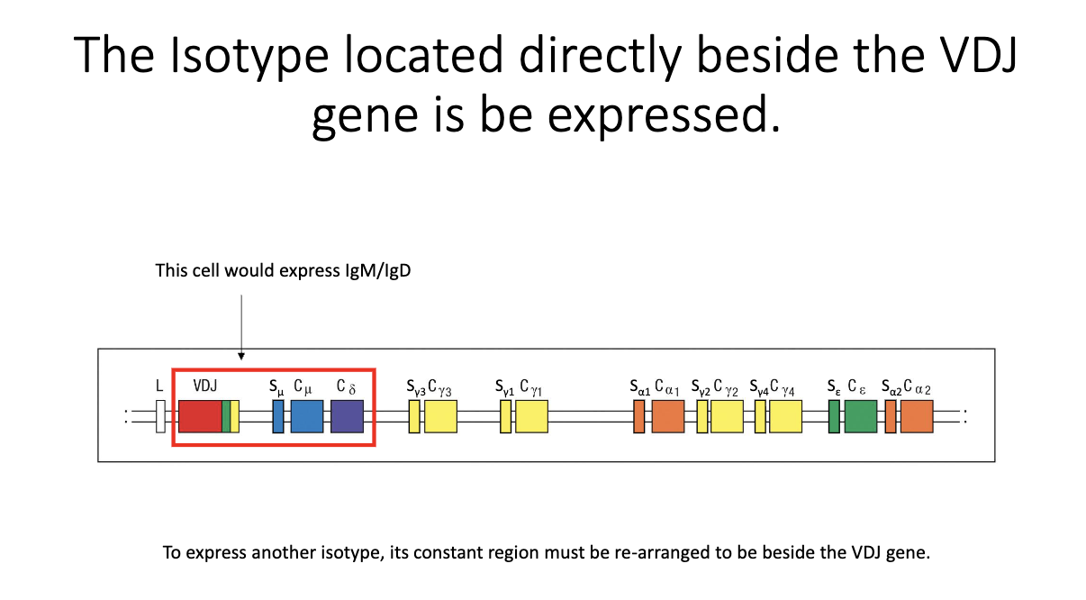 <ul><li><p class="isSelectedEnd"><span>Only the constant region </span><strong><span>directly adjacent to VDJ</span></strong><span> can be transcribed.</span></p></li><li><p class="isSelectedEnd"><span>Naive state: </span><strong><span>IgM and IgD</span></strong><span> flank the VDJ → both expressed.</span></p></li><li><p class="isSelectedEnd"><span>To express a new isotype, the relevant constant region must be </span><strong><span>moved next to VDJ</span></strong><span>.</span></p></li><li><p><span>Achieved by </span><strong><span>cutting out</span></strong><span> intervening DNA between the switch regions → irreversible CSR event.</span></p></li></ul><p></p>