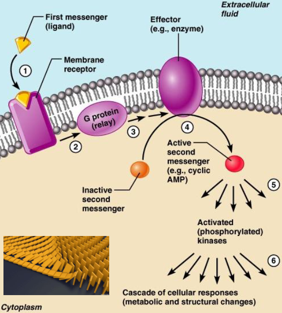 <p>Conversion of signal reception into cellular response. Second messengers are triggered to amplify the signal (ex: cAMP). Creates a cascade that mobilizes many more molecules.</p>