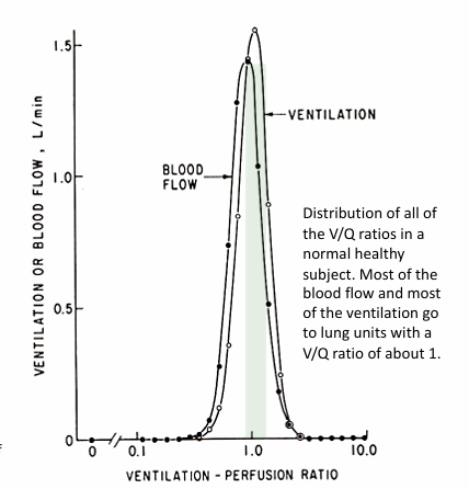 <p>-most alveoli have a V/Q relationship that is at or near 1</p><p>-ventilation and perfusion are relatively evenly matched in the majority of alveoli</p><p>-some alveoli have low V/Q (&lt;1)</p><p>-some alveoli have high V/Q (&gt;1)</p>
