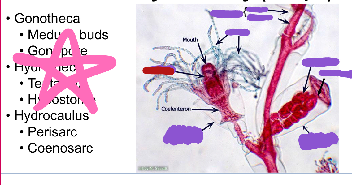 <p>Identify the red structure</p>