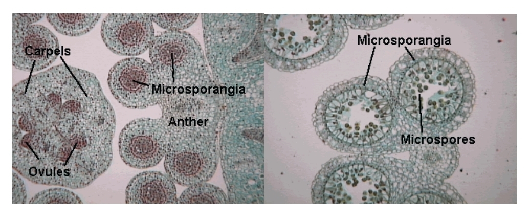 <p>Sexual reproduction in Flowering plants - Development of the male gametophyte - Microspores</p>