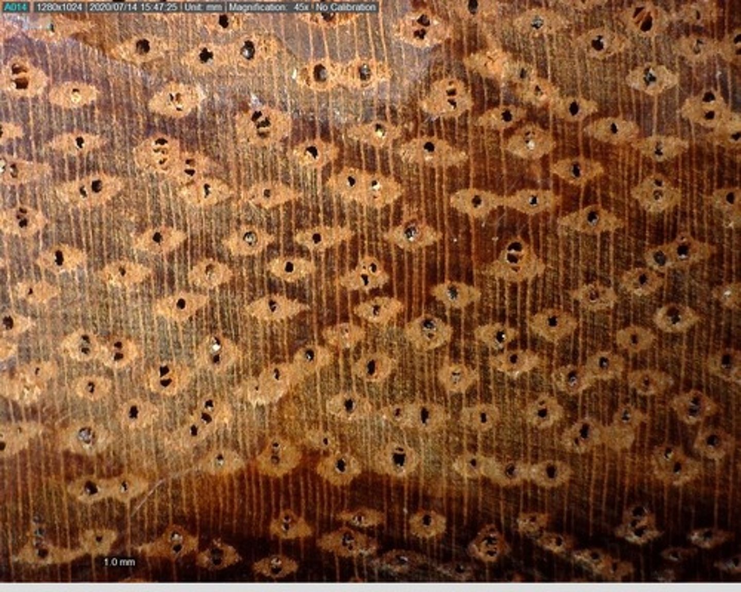 <p>Presence of yellowish deposits and pointed aliform parenchyma</p>